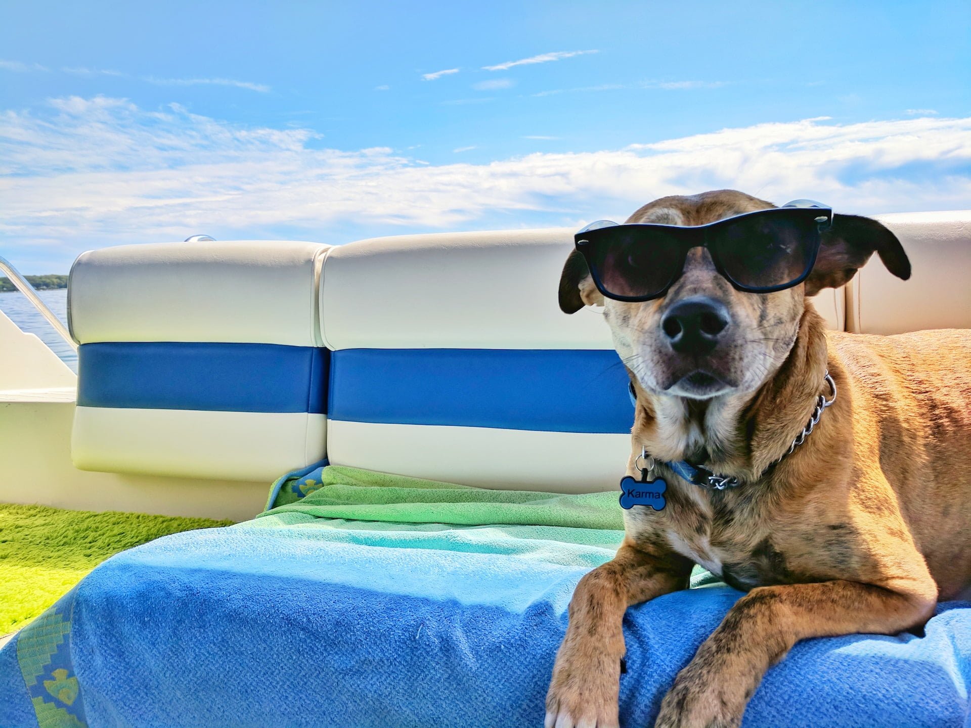 vacances ete chien